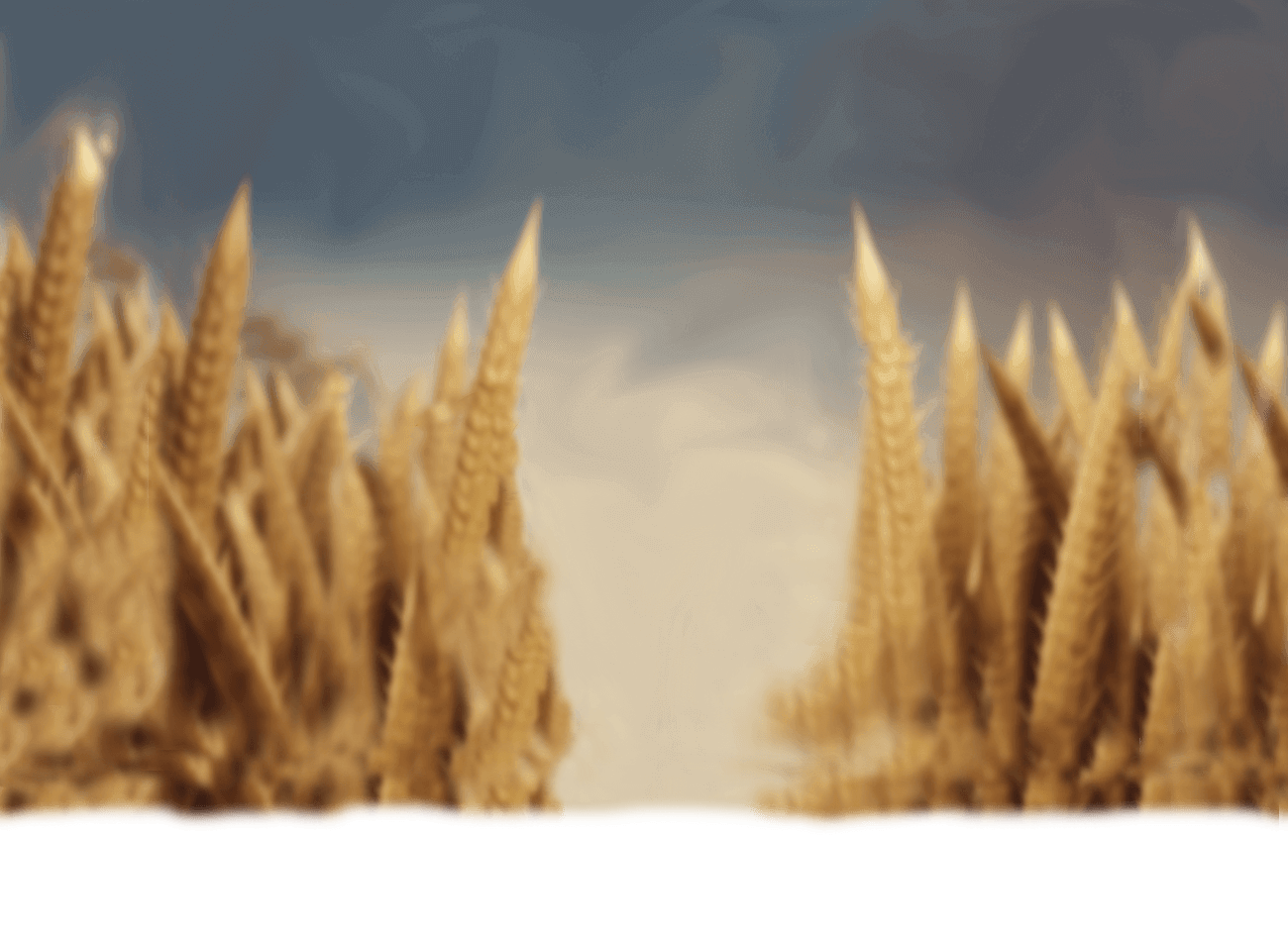 wheat background