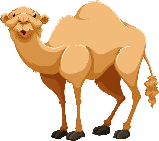 a camel