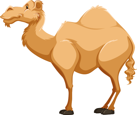 a camel