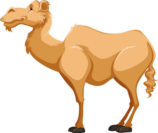 camel with no hump profile