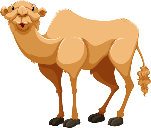 camel with no hump facing